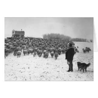 群を持つ羊飼い