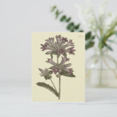 群生ベルフラワー植物性イラストレーション ポストカード (スタンド正面)