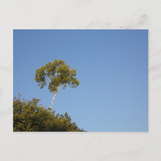 群衆カスタムの木の葉書から目立つ ポストカード (正面)