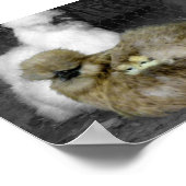 羽から雛が覗き出すシルキーヘン ポスター (角)