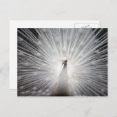 羽がファンインした白いクジャク ポストカード (正面/裏面)