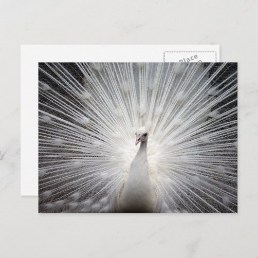 羽がファンインした白いクジャク ポストカード (正面/裏面)