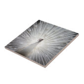 羽が広がった白いクジャク タイル (側面)