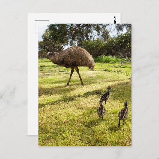 「羽と足跡:ヒナとEmuの父 ポストカード (正面/裏面)