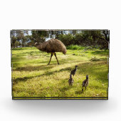 羽と足跡：父のEmu's With Chicks フォトブロック (正面)
