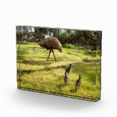 羽と足跡：父のEmu's With Chicks フォトブロック (右)