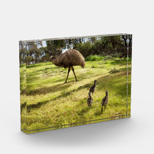 羽と足跡：父のEmu's With Chicks フォトブロック (左)