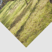 羽と足跡：父のEmu's With Chicks 薄葉紙 (詳細)