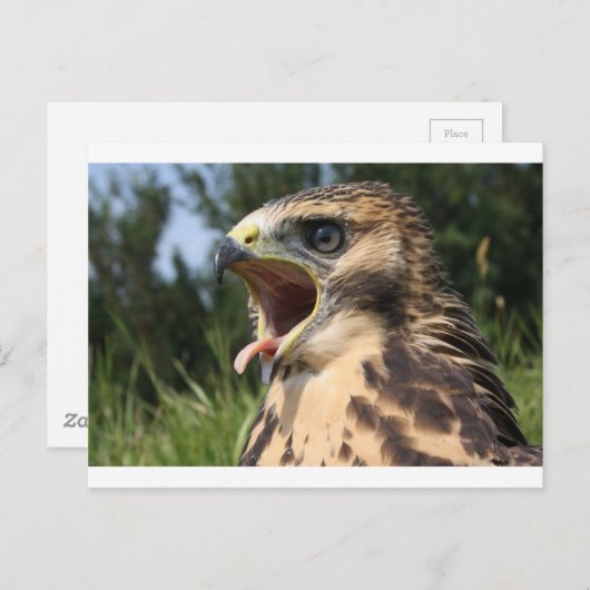 羽の生えたての赤い尾のタカ ポストカード (正面/裏面)