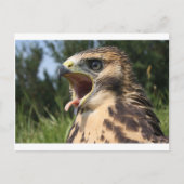 羽の生えたての赤い尾のタカ ポストカード (正面)