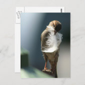 羽の生えた鳥 ポストカード (正面/裏面)