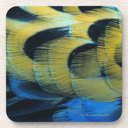 羽の表面4 コースター (正面)