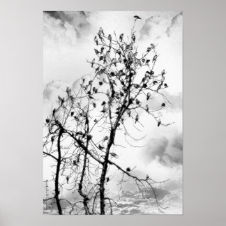 羽の鳥 ポスター