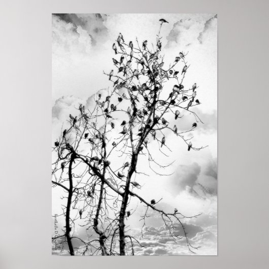 羽の鳥 ポスター (正面)