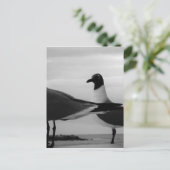 羽の鳥 ポストカード (スタンド正面)