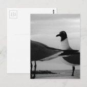 羽の鳥 ポストカード (正面/裏面)