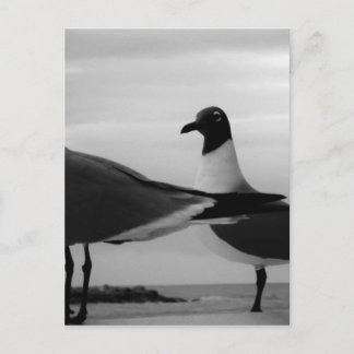 羽の鳥 ポストカード