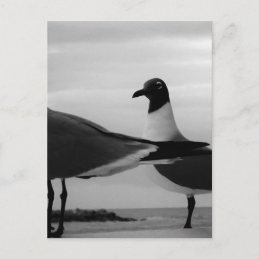 羽の鳥 ポストカード (正面)