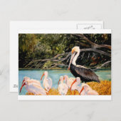 羽の鳥 ポストカード (正面/裏面)