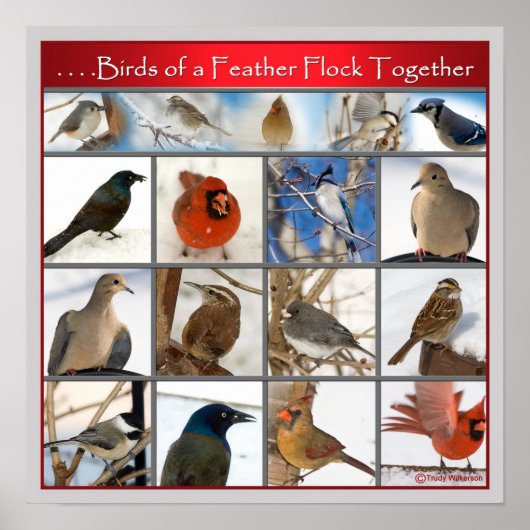 羽の鳥(POSTER) ポスター (正面)