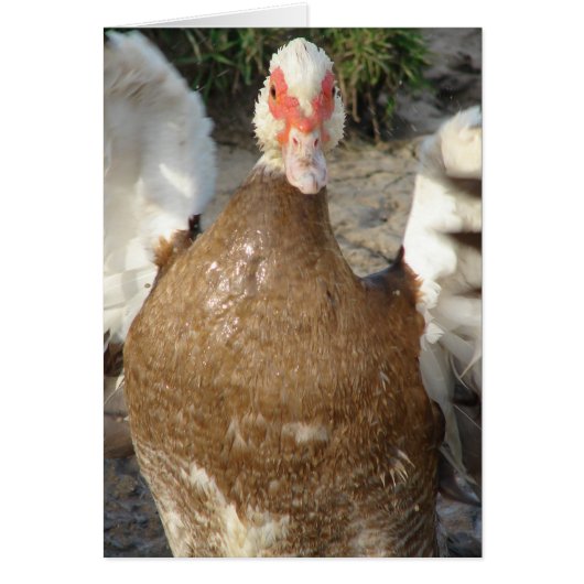 羽ばたきする (正面)