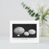 羽ばたきジャイアンツの絵葉書の卵 ポストカード (スタンド正面)