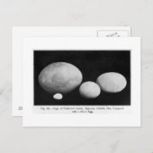 羽ばたきジャイアンツの絵葉書の卵 ポストカード (正面/裏面)