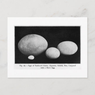羽ばたきジャイアンツの絵葉書の卵 ポストカード