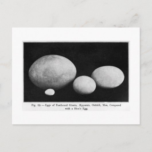 羽ばたきジャイアンツの絵葉書の卵 ポストカード (正面)