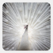 羽をファンアウトした白いクジャク スクエアシール (正面)