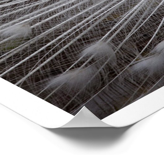 羽をファンアウトした白いクジャク ポスター (角)