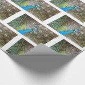 羽をファンインした孔雀 – ワイルドライフバード写真 ラッピングペーパー (コーナー)