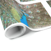 羽をファンインした孔雀 – ワイルドライフバード写真 ラッピングペーパー (ロールコーナー)