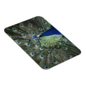 羽を出した孔雀のポートレート マグネット (右側)