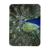 羽を出した孔雀のポートレート マグネット (縦)