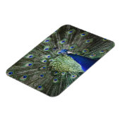 羽を出した孔雀のポートレート マグネット (左側)