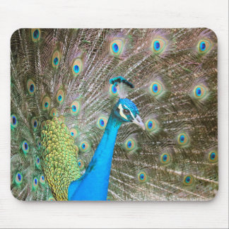 羽を出した孔雀 – 雄の鳥 – 写真 マウスパッド