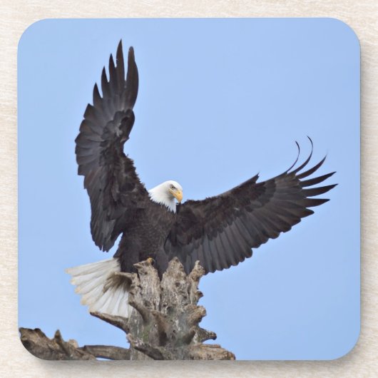 羽を広げたハクトウワシ (Haliaeetus leucocephalus) コースター (正面)