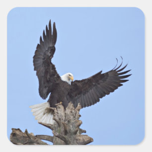 羽を広げたハクトウワシ (Haliaeetus leucocephalus) スクエアシール