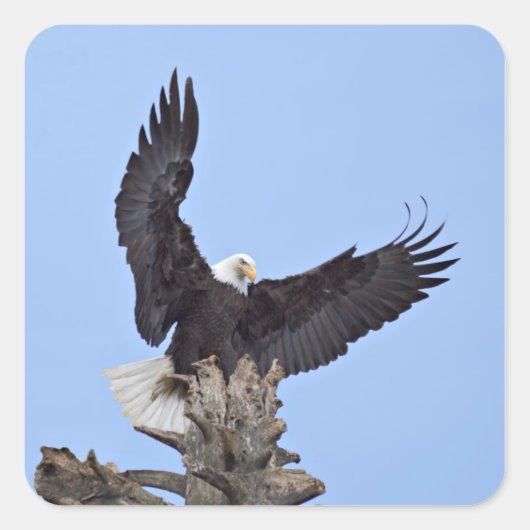 羽を広げたハクトウワシ (Haliaeetus leucocephalus) スクエアシール (正面)