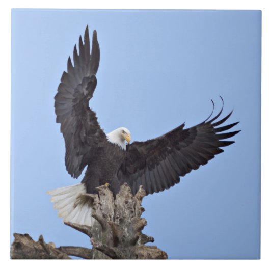 羽を広げたハクトウワシ (Haliaeetus leucocephalus) タイル (正面)