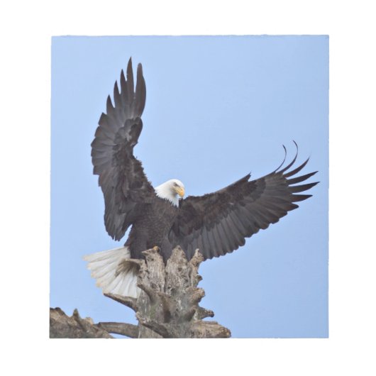 羽を広げたハクトウワシ (Haliaeetus leucocephalus) ノートパッド (正面)