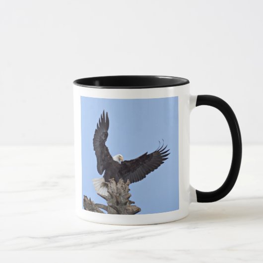 羽を広げたハクトウワシ (Haliaeetus leucocephalus) マグカップ (右)