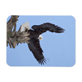 羽を広げたハクトウワシ (Haliaeetus leucocephalus) マグネット (横)