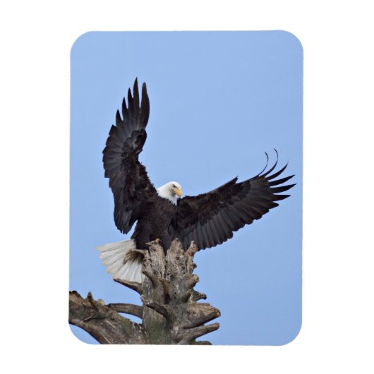 羽を広げたハクトウワシ (Haliaeetus leucocephalus) マグネット (縦)