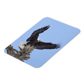 羽を広げたハクトウワシ (Haliaeetus leucocephalus) マグネット (左側)