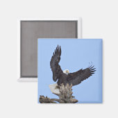 羽を広げたハクトウワシ (Haliaeetus leucocephalus) マグネット (正面/裏面)