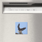 羽を広げたハクトウワシ (Haliaeetus leucocephalus) マグネット (インサイチュ (食洗機))