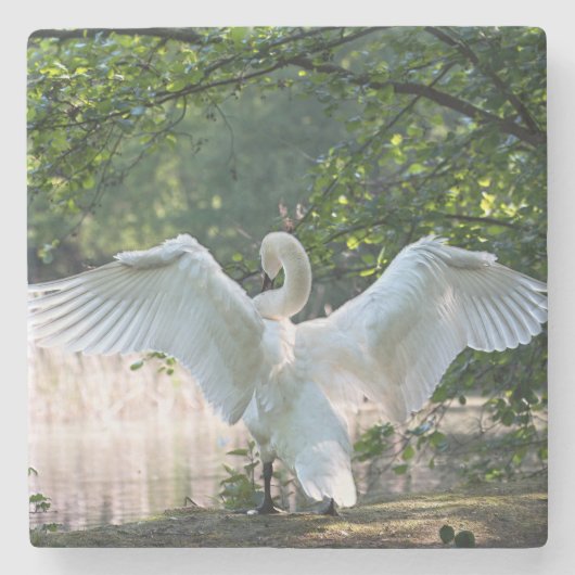 羽を広げた白鳥 ストーンコースター (正面)
