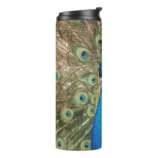 羽を広げた美しいクジャクの写真 タンブラー (回転左)